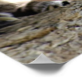 Wild Puma Poster (Ecke)