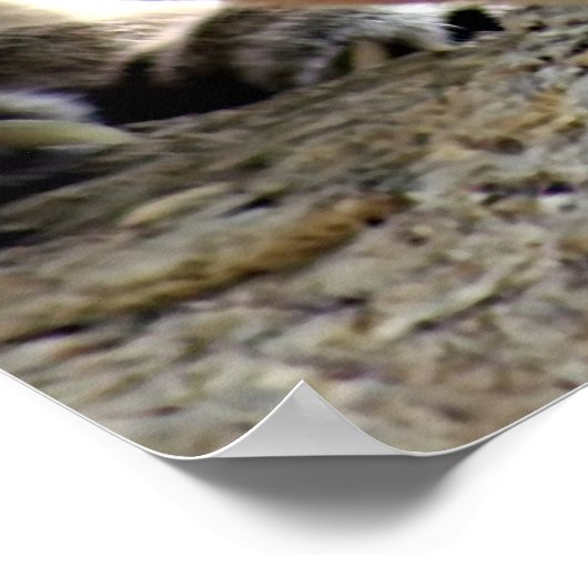 Wild Puma Poster (Ecke)