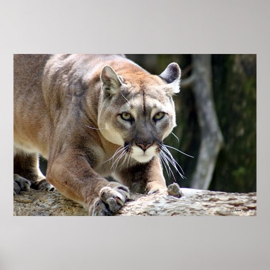 Wild Puma Poster (Vorne)
