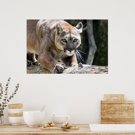Wild Puma Poster (Küche)