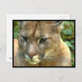 Wild Puma Postkarte (Vorne/Hinten)