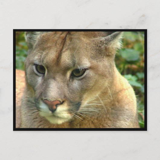 Wild Puma Postkarte (Vorderseite)