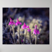 Wild Pyramidal Orchids in Malta Poster (Vorne)