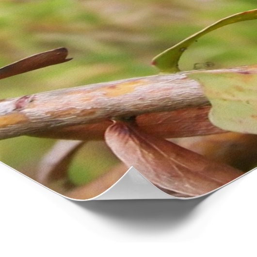 Wild Quail Poster (Ecke)