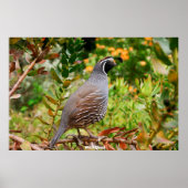 Wild Quail Poster (Vorne)
