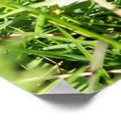 Wild Quail Poster (Ecke)