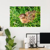 Wild Quail Poster (Heimbüro)