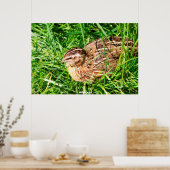 Wild Quail Poster (Küche)