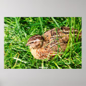 Wild Quail Poster (Vorne)