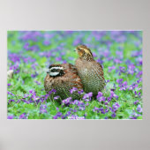 Wild Quail Poster (Vorne)