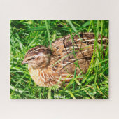 Wild Quail Puzzle (Horizontal)