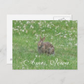 Wild Rabbit Ames, Iowa Postcard Postkarte (Vorne/Hinten)