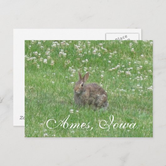 Wild Rabbit Ames, Iowa Postcard Postkarte (Vorne/Hinten)