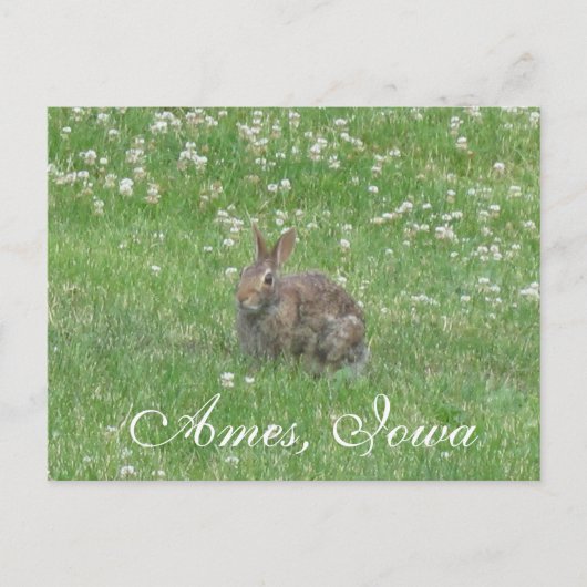 Wild Rabbit Ames, Iowa Postcard Postkarte (Vorderseite)