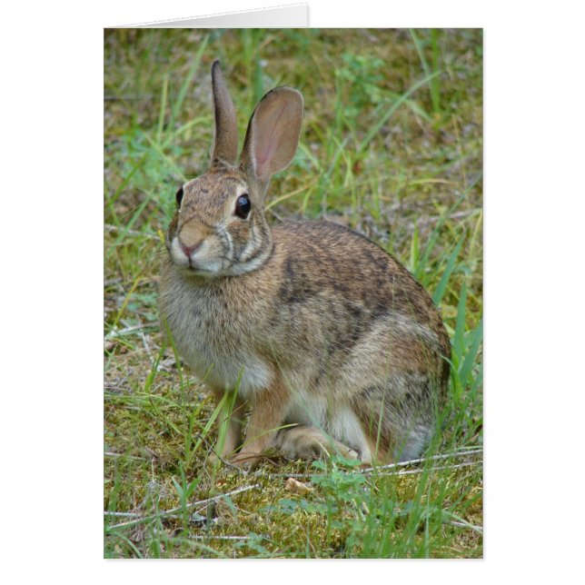 Wild-Rabbit-Cottontail Apparel and Gifts (Vorne)