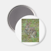 Wild-Rabbit-Cottontail Apparel and Gifts Magnet (Vorderseite/Rückseite)