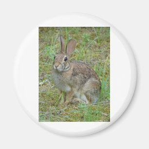 Wild-Rabbit-Cottontail Apparel and Gifts Magnet