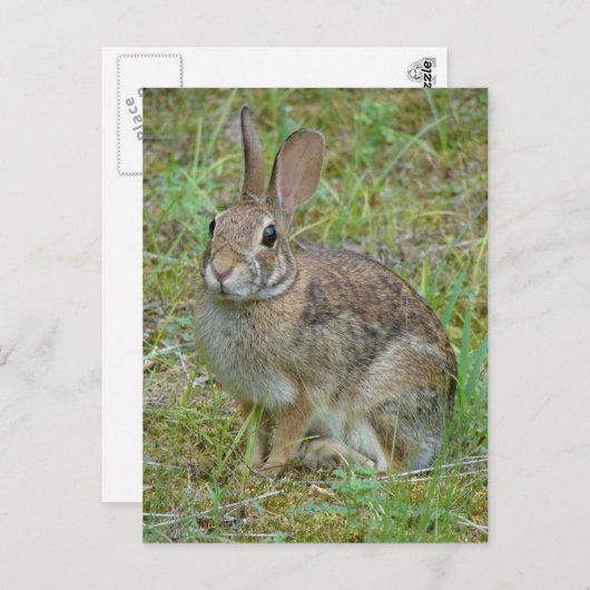 Wild-Rabbit-Cottontail Apparel and Gifts Postkarte (Vorne/Hinten)