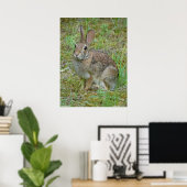 Wild Rabbit Eastern Cottontail Poster (Heimbüro)