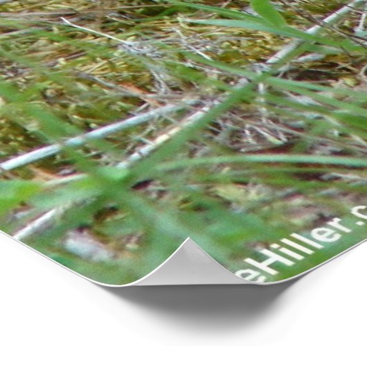 Wild Rabbit Eastern Cottontail Poster (Ecke)