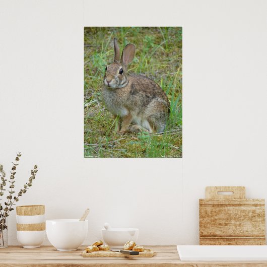 Wild Rabbit Eastern Cottontail Poster (Küche)