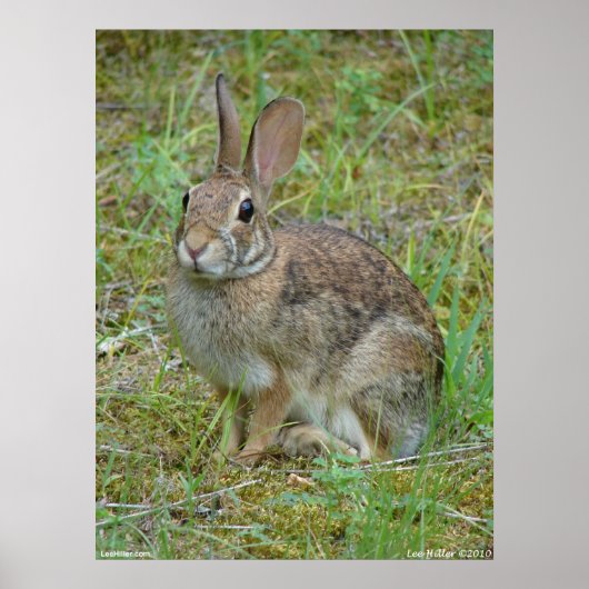 Wild Rabbit Eastern Cottontail Poster (Vorne)