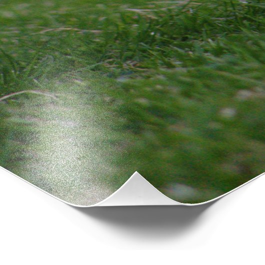 Wild Rabbit Fotodruck (Ecke)