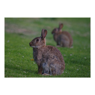 Wild Rabbit Fotodruck