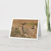 Wild Rabbit in Canyon Karte (Vorderseite)