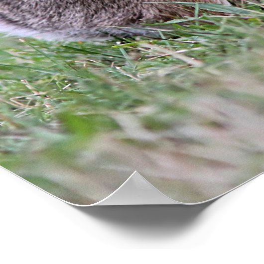 Wild Rabbit Poster (Ecke)