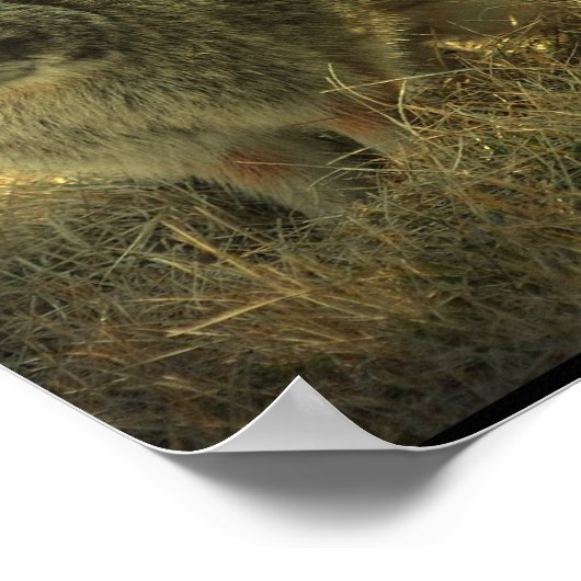 Wild Rabbit Poster Print (Ecke)