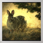 Wild Rabbit Poster Print (Vorne)