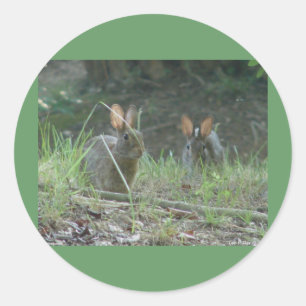 Wild Rabbits Östliches Baumwollschwanzkaninchen Pa Runder Aufkleber