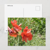 Wild Rain Lilies Postkarte (Vorne/Hinten)