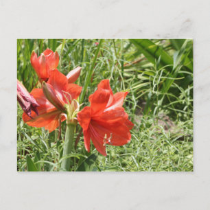Wild Rain Lilies Postkarte