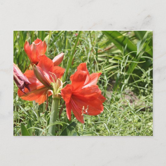 Wild Rain Lilies Postkarte (Vorderseite)