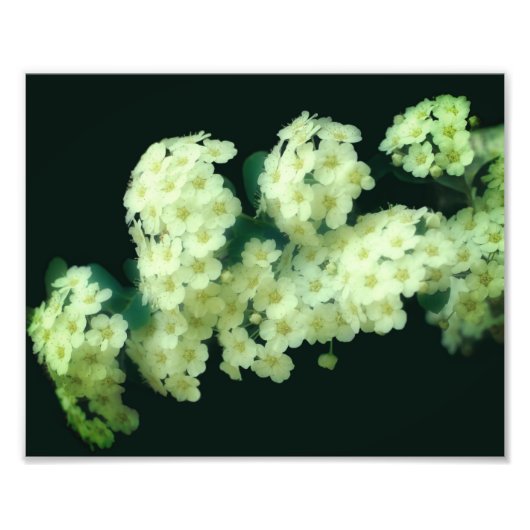 Wild Rambling White Roses 8x10 Fotodruck (Vorne)