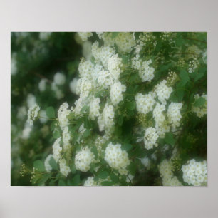 Wild Rambling White Roses Poster