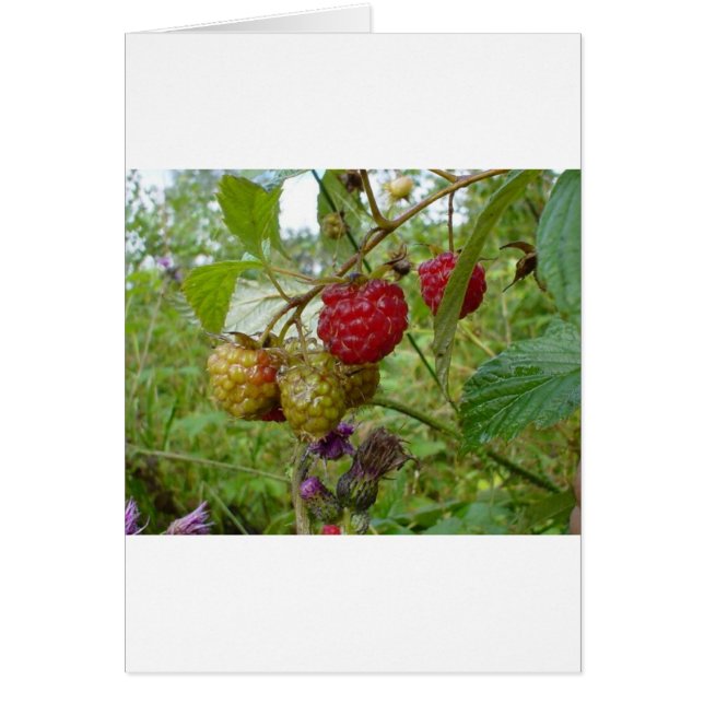 Wild Raspberri (Vorne)