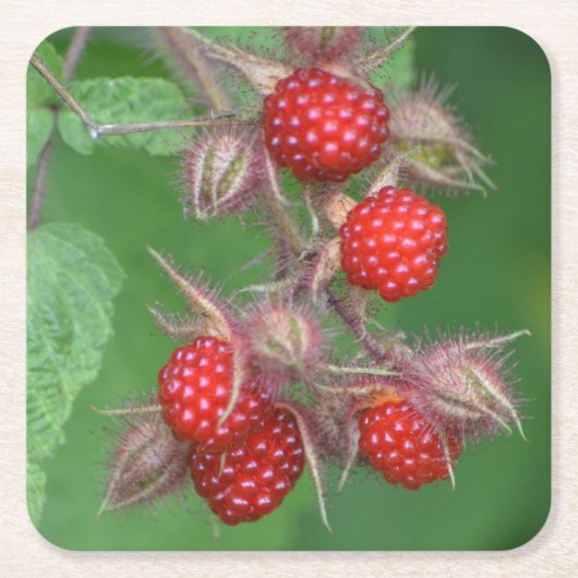 Wild Raspberry Party Untersetzer (Vorderseite)