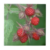 Wild Raspberry Tile Fliese (Vorderseite)