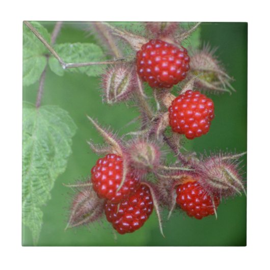 Wild Raspberry Tile Fliese (Vorderseite)