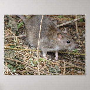 Wild Rat Field Trip Print Poster