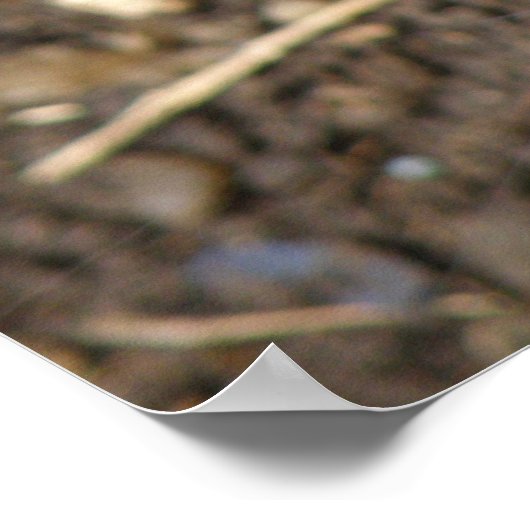 Wild Rat Poster (Ecke)