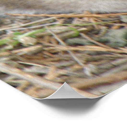 Wild Rat Print Poster (Ecke)