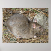 Wild Rat Print Poster (Vorne)