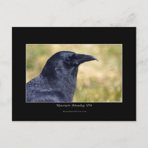 Wild Raven Foto Portrait Postkarte