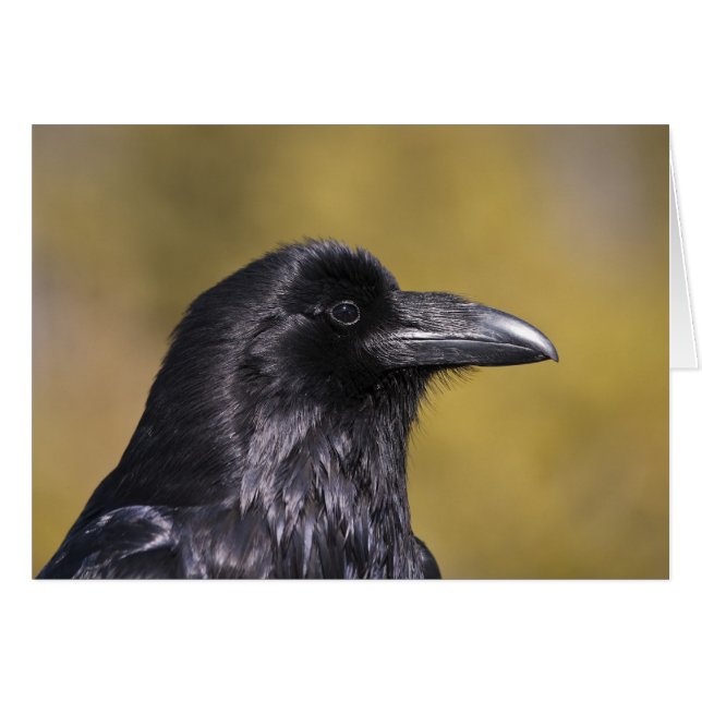Wild Raven - Karte (Vorderseite (Horizontal))