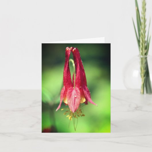 Wild Red Columbine Flower Photography (Vorderseite)
