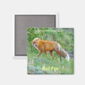 Wild Red Fox Animal Wildlife Fun Magnet (Vorderseite/Rückseite)